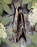 The Privet Sphinx - Paul-André Robert — artwork view
