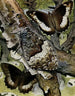Woodland Grayling by Paul-André Robert — three Hipparchia fagi on oak bark