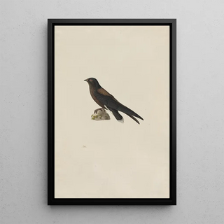 Paul Huet - NeedleTailed Swift Hirundapus caudaculus.webp