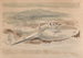 The Pillager on the Moors - Paul Nash — artwork view