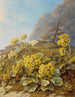 Primula auricula Primule - Pauline Halm Flechner — vista dell’opera