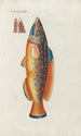 Icones rerum naturalium ou figures enluminées d'histoire naturelle du nord Pl12 - Peder Ascanius — artwork view