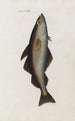 Icones rerum naturalium ou figures enluminées d'histoire naturelle du nord Pl21 - Peder Ascanius — artwork view
