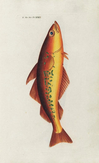 Peder Ascanius - Icones rerum naturalium ou figures enlumines dhistoire naturelle du nord Pl22.webp