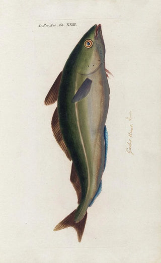 Peder Ascanius - Icones rerum naturalium ou figures enlumines dhistoire naturelle du nord Pl23.webp