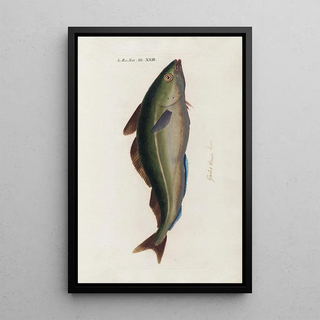 Peder Ascanius - Icones rerum naturalium ou figures enlumines dhistoire naturelle du nord Pl23.webp