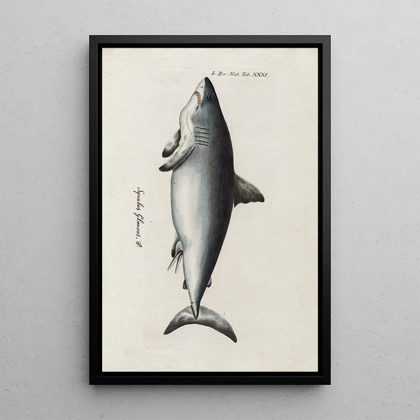 Peder Ascanius - Icones rerum naturalium ou figures enlumines dhistoire naturelle du nord Pl31.webp