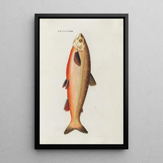 Peder Ascanius - Icones rerum naturalium ou figures enlumines dhistoire naturelle du nord Pl32.webp