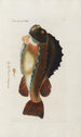 Icones rerum naturalium ou figures enluminées d'histoire naturelle du nord Pl34 - Peder Ascanius — artwork view