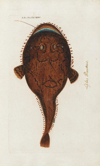 Peder Ascanius - Icones rerum naturalium ou figures enlumines dhistoire naturelle du nord Pl35.webp