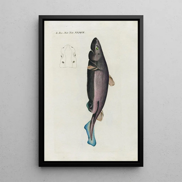 Peder Ascanius - Icones rerum naturalium ou figures enlumines dhistoire naturelle du nord Pl37.webp