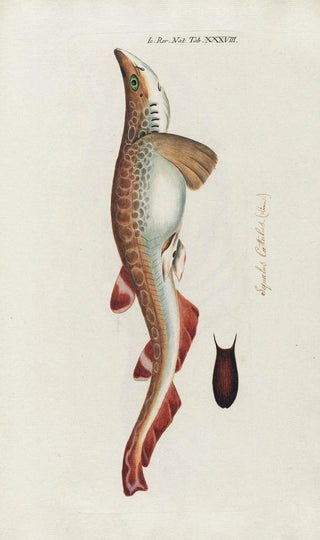 Peder Ascanius - Icones rerum naturalium ou figures enlumines dhistoire naturelle du nord Pl38.webp