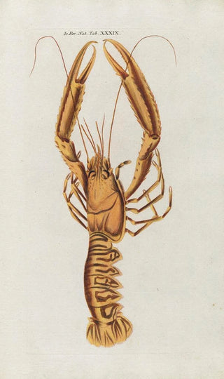 Peder Ascanius - Icones rerum naturalium ou figures enlumines dhistoire naturelle du nord Pl39.webp