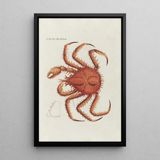 Peder Ascanius - Icones rerum naturalium ou figures enlumines dhistoire naturelle du nord Pl40.webp