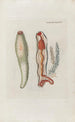 Icones rerum naturalium ou figures enluminées d'histoire naturelle du nord Pl45 - Peder Ascanius — artwork view