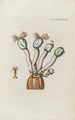 Icones rerum naturalium ou figures enluminées d'histoire naturelle du nord Pl46 - Peder Ascanius — artwork view