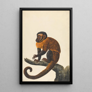 Peter Paillou the younger - A Capuchin.webp