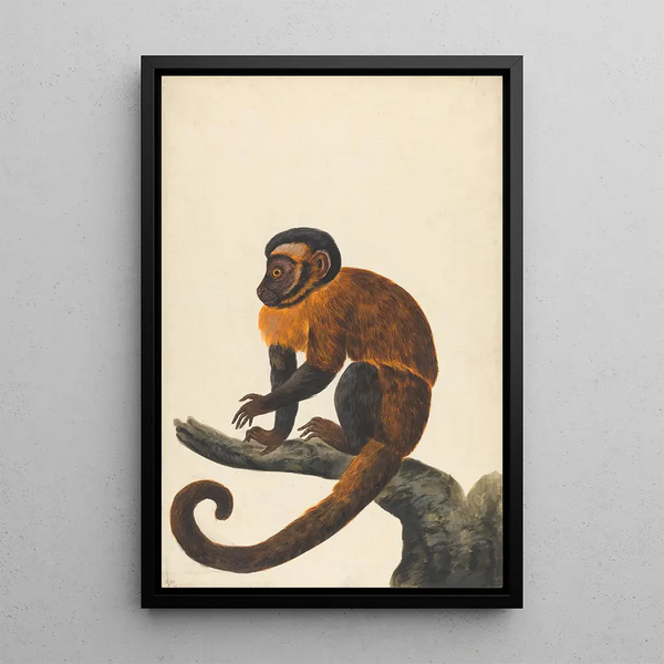 A Capuchin - Peter Paillou the Younger — framed artwork on a wall