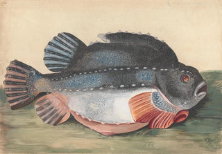 Peter Paillou the younger - Lumpsucker.webp