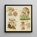 Petit atlas des champignons Pl 10 - Delachaux Niestle — gerahmtes Bild an der Wand