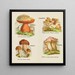 Petit atlas des champignons Pl 13 - Delachaux Niestle — framed artwork on a wall
