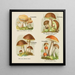 Petit atlas des champignons Pl4 - Delachaux Niestle — framed artwork on a wall