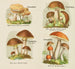 Petit atlas des champignons Pl4 - Delachaux Niestle — artwork view