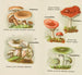 Petit atlas des champignons Pl6 - Delachaux Niestlé — vista dell’opera