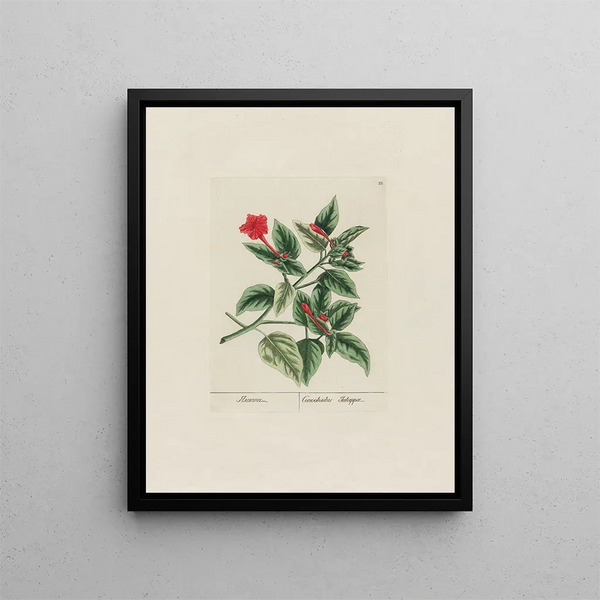 Petr Martynovich Gofman - Convolvulus Jalappa.webp