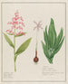 Helleborus albus und Colchique - Petr Martynovich Gofman — Ansicht des Kunstwerks