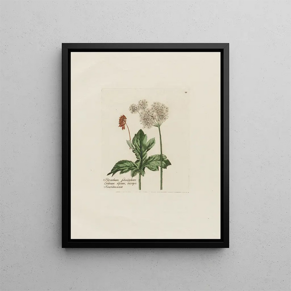 Petr Martynovich Gofman - Heracleum Sphondylium.webp