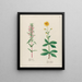 Melissa turcica e Arnica officinalis - Petr Martynovich Gofman — quadro incorniciato alla parete