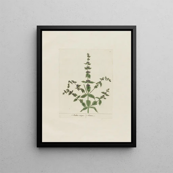 Petr Martynovich Gofman - Mentha crispa.webp