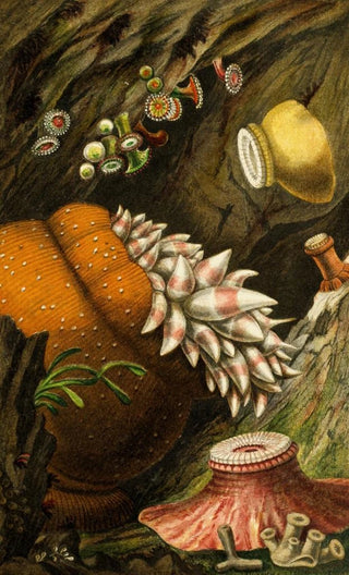 Philip Henry Gosse - Corynactis viridis Bolocera eques Zoanthus sulcatus Z Alderi Z Couchii.webp