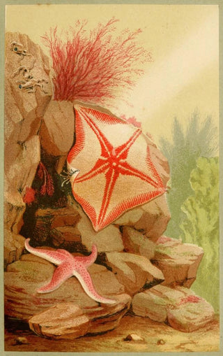 Philip Henry Gosse - Star Fishes.webp
