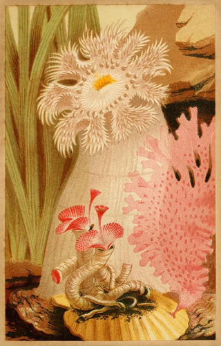 Philip Henry Gosse - The Plumose Anemone.webp