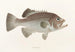 Fauna japonica Pl040 - Philipp Franz Balthasar von Siebold — artwork view