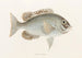 Fauna japonica Pl. 049 - Philipp Franz Balthasar von Siebold — Ansicht des Kunstwerks