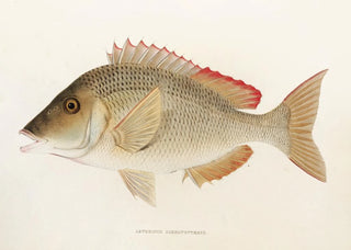 Philipp Franz Balthasar von Siebold - Fauna japonica Pl051.webp