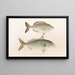 Fauna giapponese Pl053 - Philipp Franz Balthasar von Siebold — quadro incorniciato alla parete