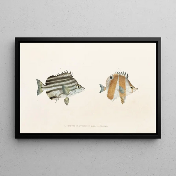 Fauna japonica Pl054 - Philipp Franz Balthasar von Siebold — quadro incorniciato alla parete