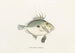 Fauna japonica Pl.080 - Philipp Franz Balthasar von Siebold — vista dell’opera