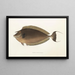 Japanese Fauna Pl083 - Philipp Franz Balthasar von Siebold — framed artwork on a wall