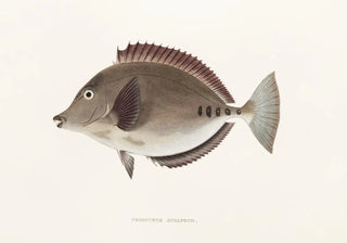 Philipp Franz Balthasar von Siebold - Fauna japonica Pl084.webp