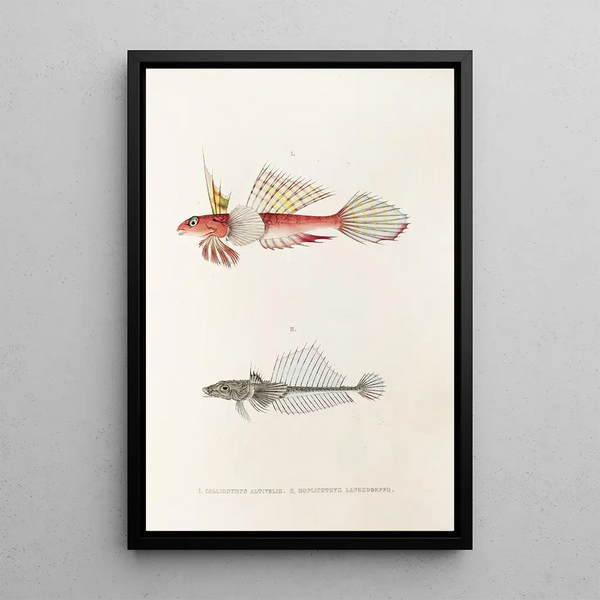 Philipp Franz Balthasar von Siebold - Fauna japonica Pl093.webp