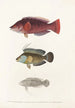 Fauna japonica Pl102 - Philipp Franz Balthasar von Siebold — artwork view