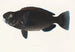 Fauna japonica Pl105 - Philipp Franz Balthasar von Siebold — artwork view