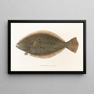 Philipp Franz Balthasar von Siebold - Fauna japonica Pl111.webp