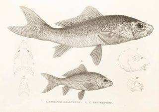 Philipp Franz Balthasar von Siebold - Fauna japonica Pl114.webp