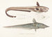 Fauna japonica Pl129 - Philipp Franz Balthasar von Siebold — artwork view